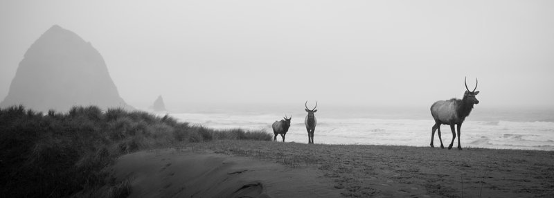 Fujifilm GFX 100S II Medium Format Mirrorless Camera by  in  - EC MALL