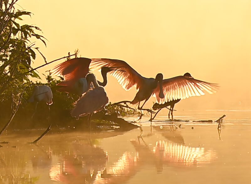 Nikon ACTION ZOOM 10-22x50 Binoculars by  in  - EC MALL