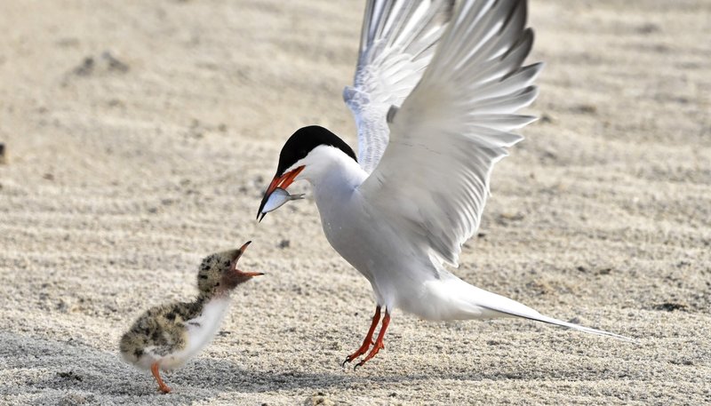 Nikon MONARCH M5  8x42 Binoculars by  in  - EC MALL