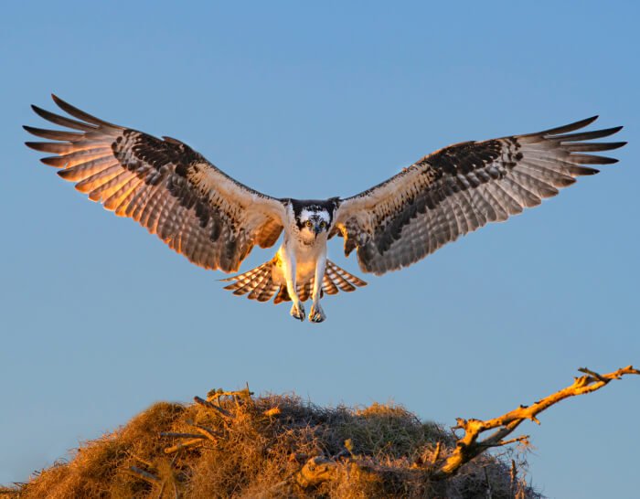 Nikon MONARCH M7 8x42 Binoculars by  in  - EC MALL