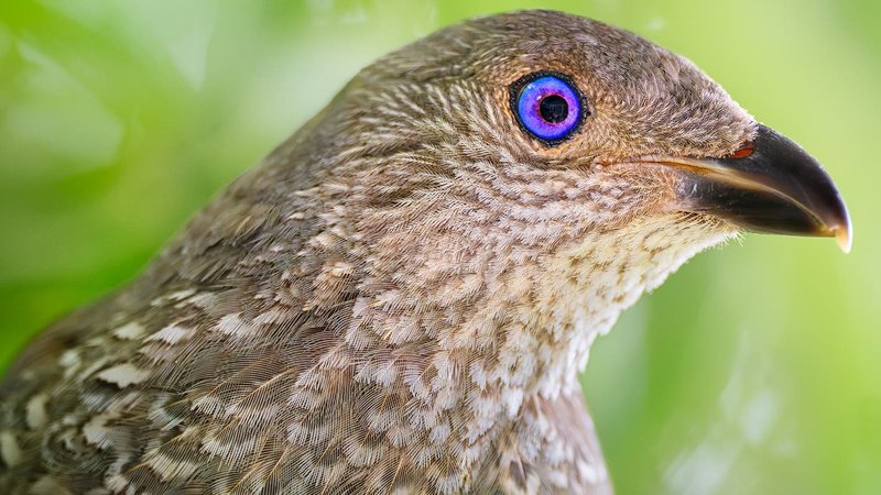 Nikon NIKKOR Z 70-200mm f/2.8 VR S II Lens by  in  - EC MALL