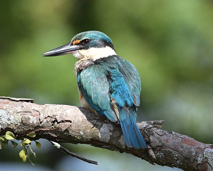 Nikon PROSTAFF P3 10x42 Binoculars by  in  - EC MALL