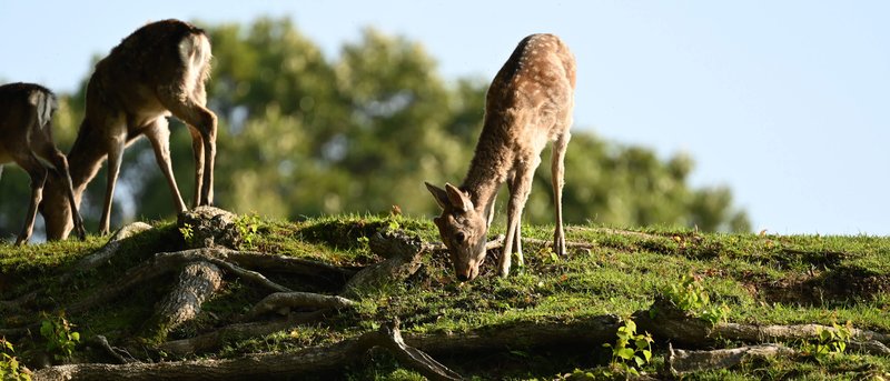 Nikon PROSTAFF P3 8X42 Binoculars by  in  - EC MALL