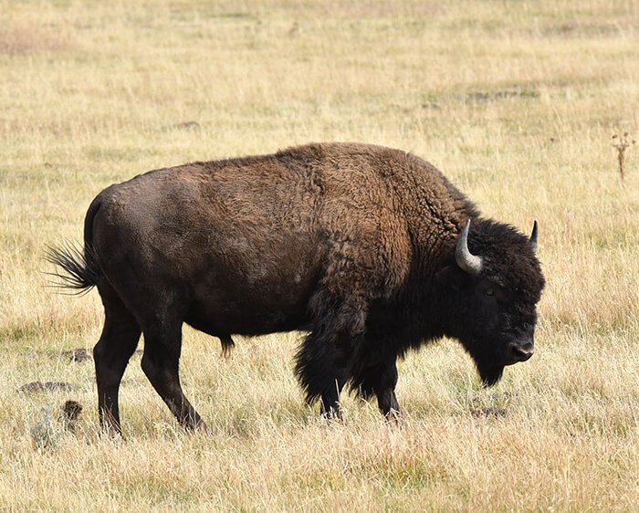 Nikon PROSTAFF P3 8X42 Binoculars by  in  - EC MALL