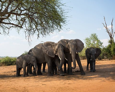 Nikon PROSTAFF P7 10x30 Binoculars by  in  - EC MALL