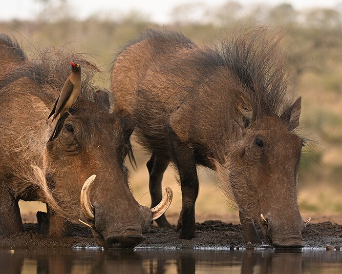 Nikon PROSTAFF P7 10x42 Binoculars by  in  - EC MALL