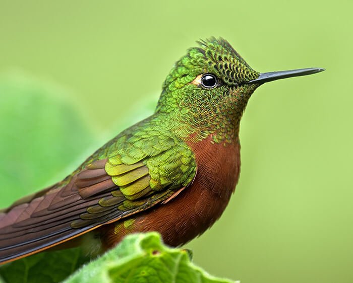 Nikon PROSTAFF P7 10x42 Binoculars by  in  - EC MALL