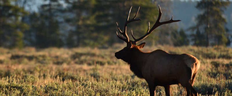 Nikon PROSTAFF P7 8x42 Binoculars by  in  - EC MALL