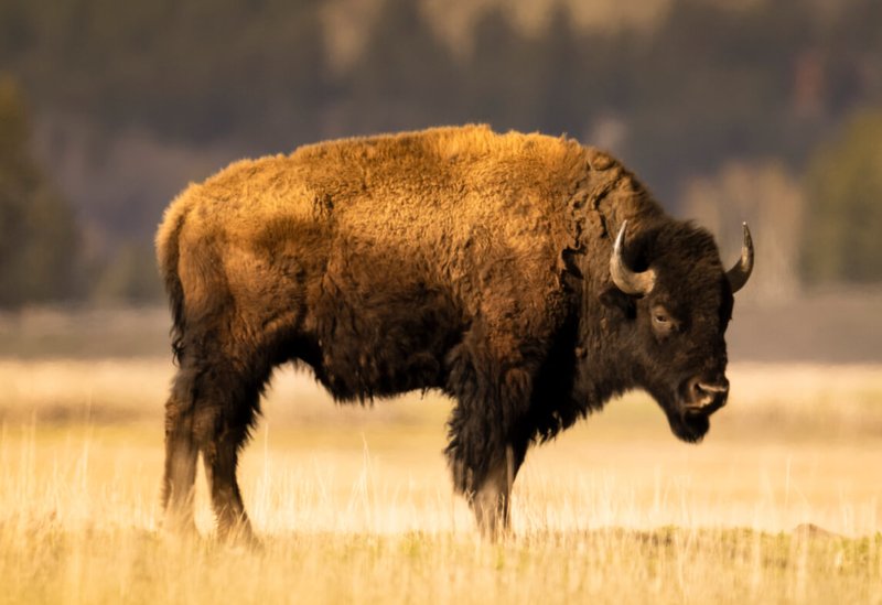 Nikon PROSTAFF P7 8x42 Binoculars by  in  - EC MALL