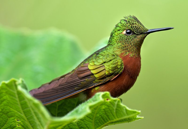 Nikon PROSTAFF P7 8x42 Binoculars by  in  - EC MALL