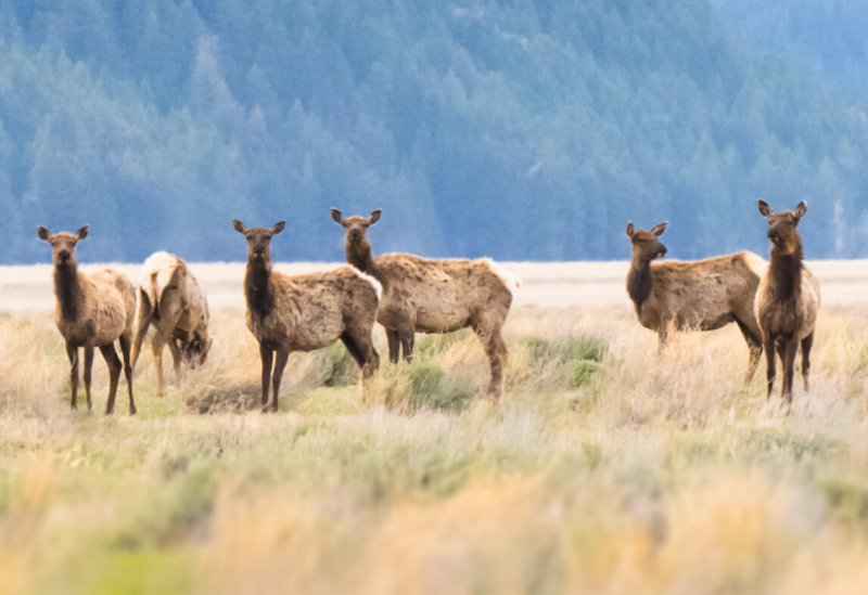 Nikon PROSTAFF P7 8x42 Binoculars by  in  - EC MALL