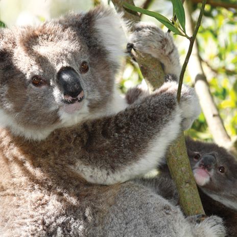 Canon EF 135mm f/2L USM by  in  - EC MALL