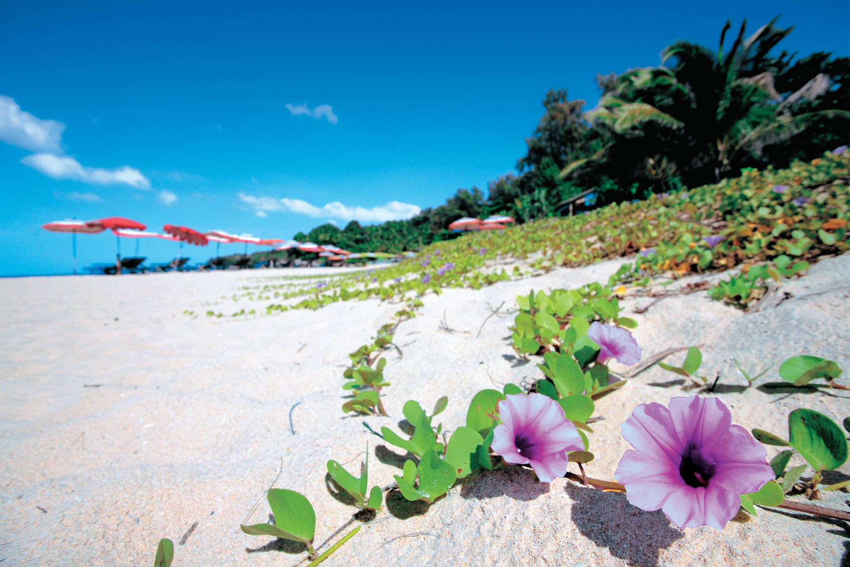 Canon EF 17-40mm f/4L USM by in - EC MALL