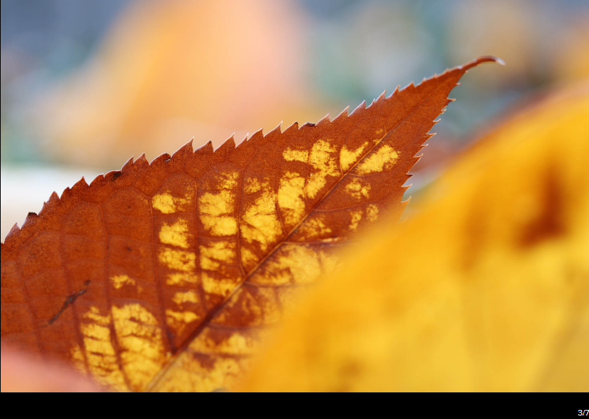 Canon EF-S 60mm f/2.8 Macro USM by  in  - EC MALL