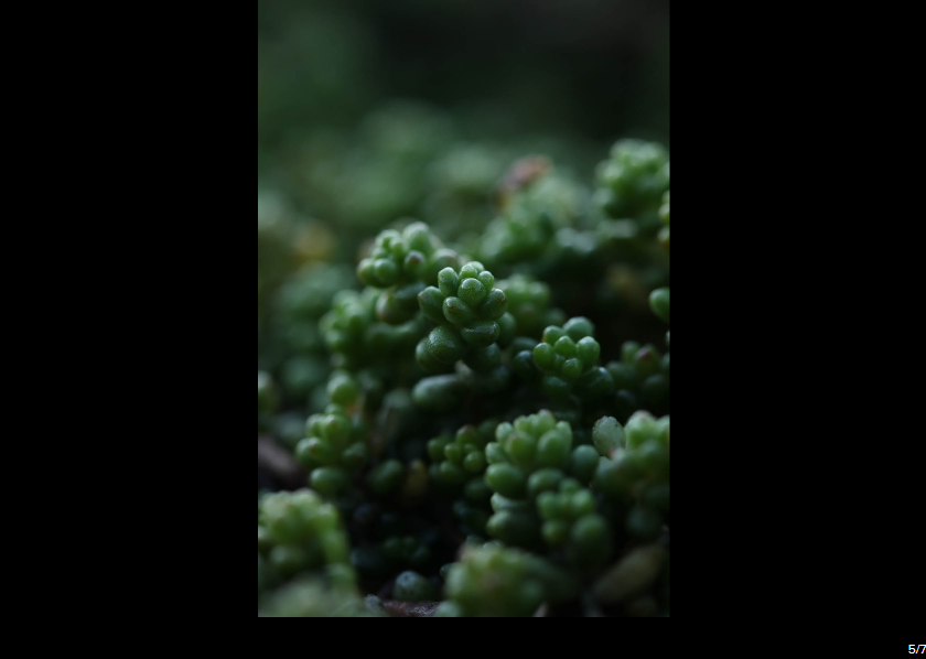 Canon EF-S 60mm f/2.8 Macro USM by  in  - EC MALL