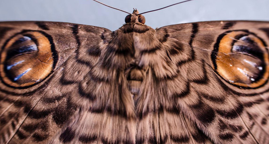 Nikon AF-S DX NIKKOR 35mm f/1.8G by  in  - EC MALL