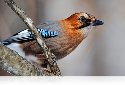 Nikon AF-S NIKKOR 200-400mm f/4G ED VR II by  in  - EC MALL