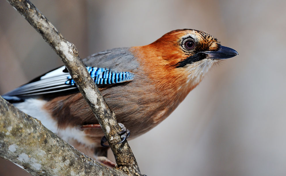 Nikon AF-S NIKKOR 200-400mm f/4G ED VR II by  in  - EC MALL