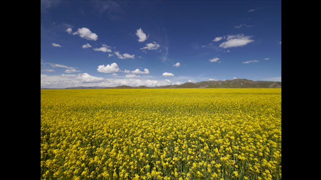 Panasonic LUMIX G Vario 7-14mm f/4.0 ASPH by  in  - EC MALL