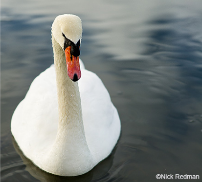 Nikon AF-S NIKKOR 85mm f/1.4G Nano by  in  - EC MALL