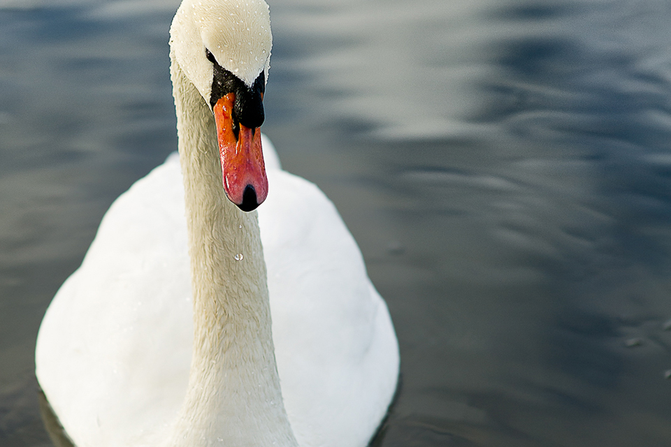 Nikon AF-S NIKKOR 85mm f/1.4G Nano by  in  - EC MALL