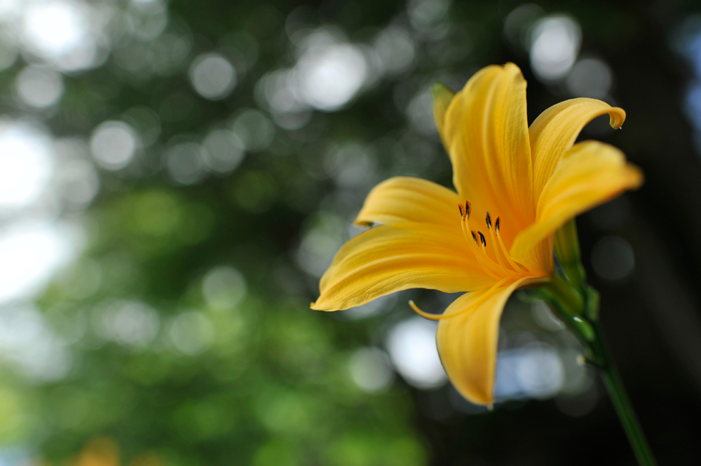 Nikon AF-S NIKKOR 35mm f/1.4G Nano by  in  - EC MALL