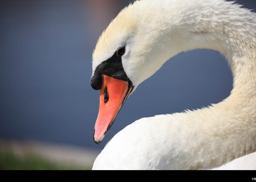 Canon EF 70-300mm f/4-5.6L IS USM by in - EC MALL