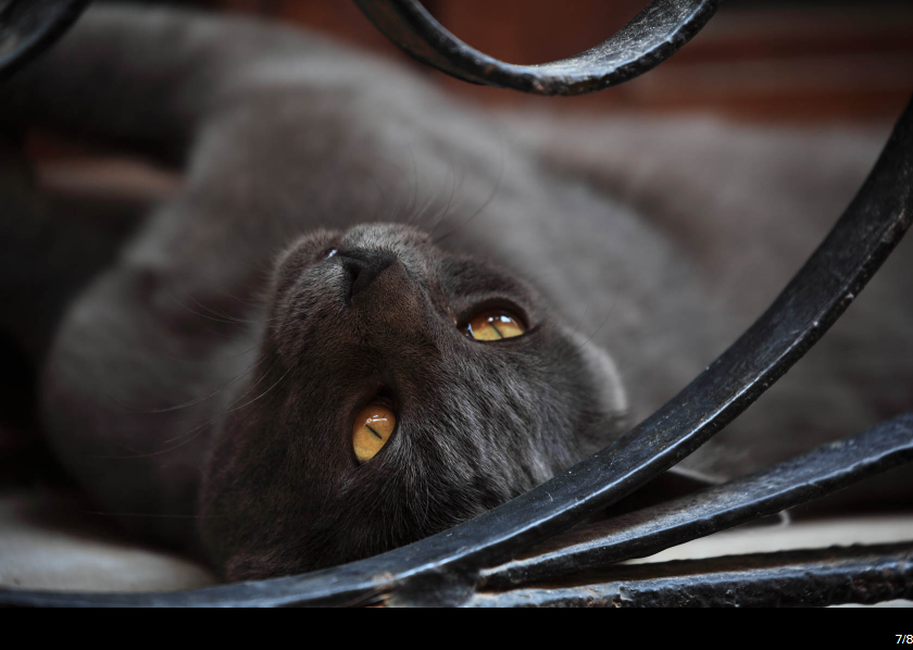 Canon EF 70-300mm f/4-5.6L IS USM by in - EC MALL