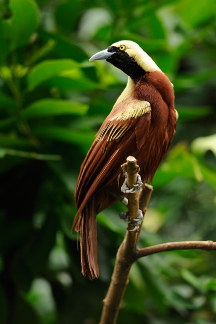 Nikon AF-S NIKKOR 300mm f/4D IF-ED by  in  - EC MALL