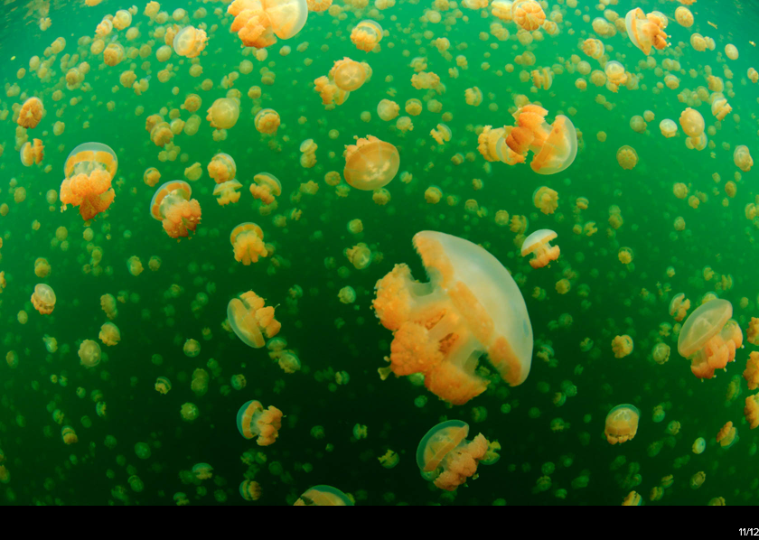 Canon EF 8-15mm f/4L Fisheye USM by  in  - EC MALL