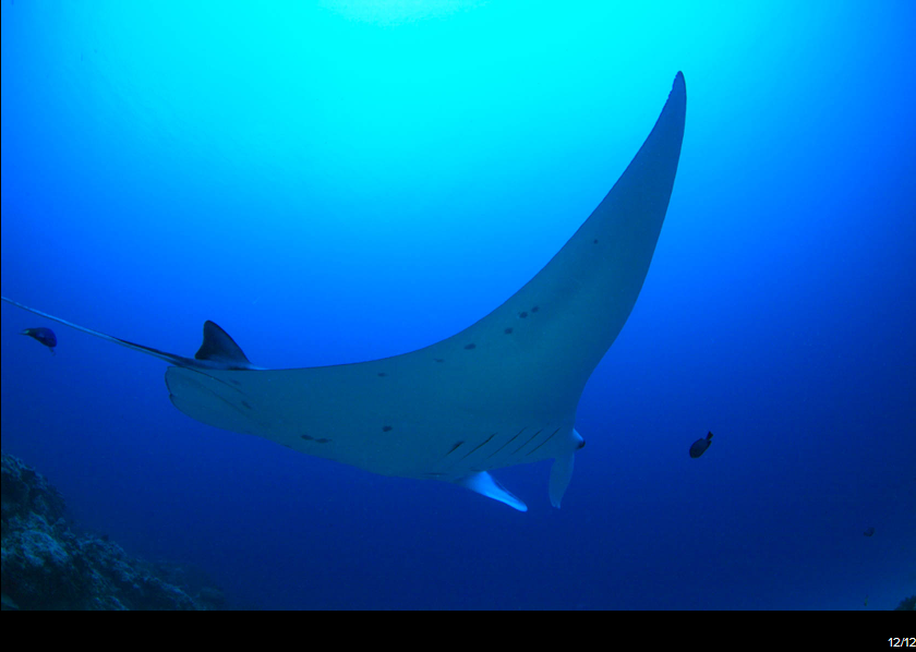 Canon EF 8-15mm f/4L Fisheye USM by  in  - EC MALL