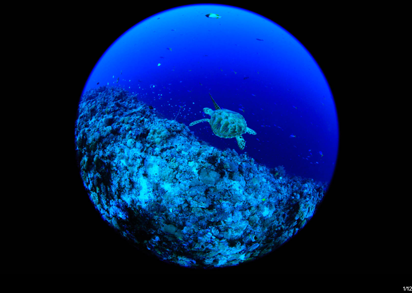 Canon EF 8-15mm f/4L Fisheye USM by  in  - EC MALL