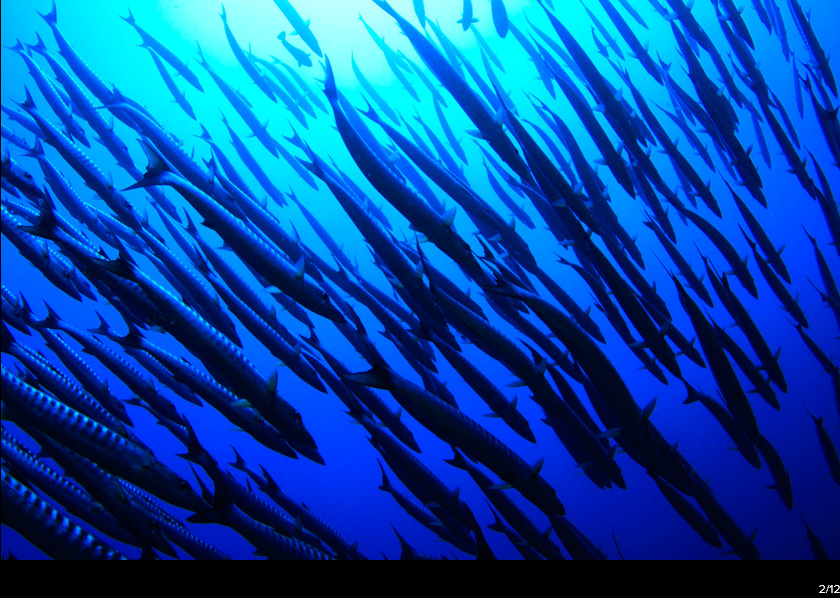 Canon EF 8-15mm f/4L Fisheye USM by  in  - EC MALL