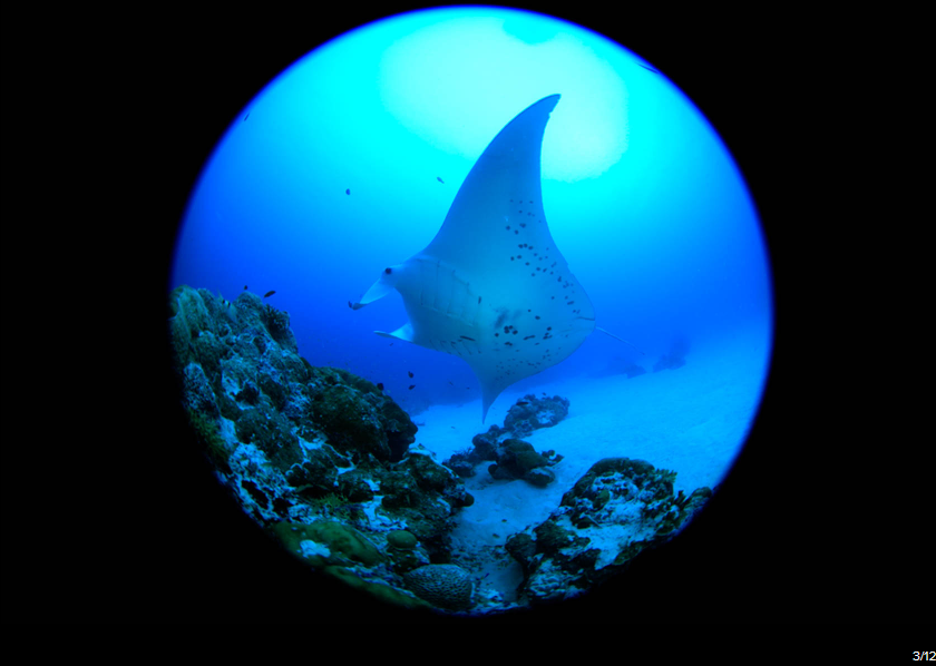 Canon EF 8-15mm f/4L Fisheye USM by  in  - EC MALL