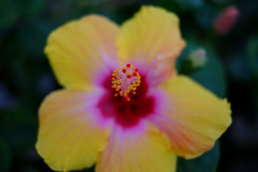 Fujifilm Fujinon XF 35mm f/1.4 R Lens by  in  - EC MALL