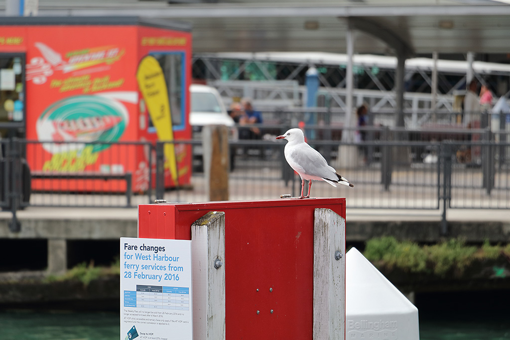 Canon EF-S 18-135mm f/3.5-5.6 IS STM by  in  - EC MALL