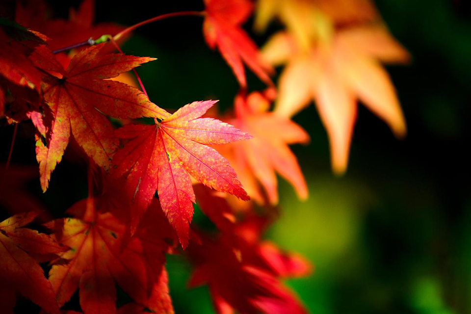 Nikon AF-S NIKKOR 70-200mm f/4G ED VR by  in  - EC MALL