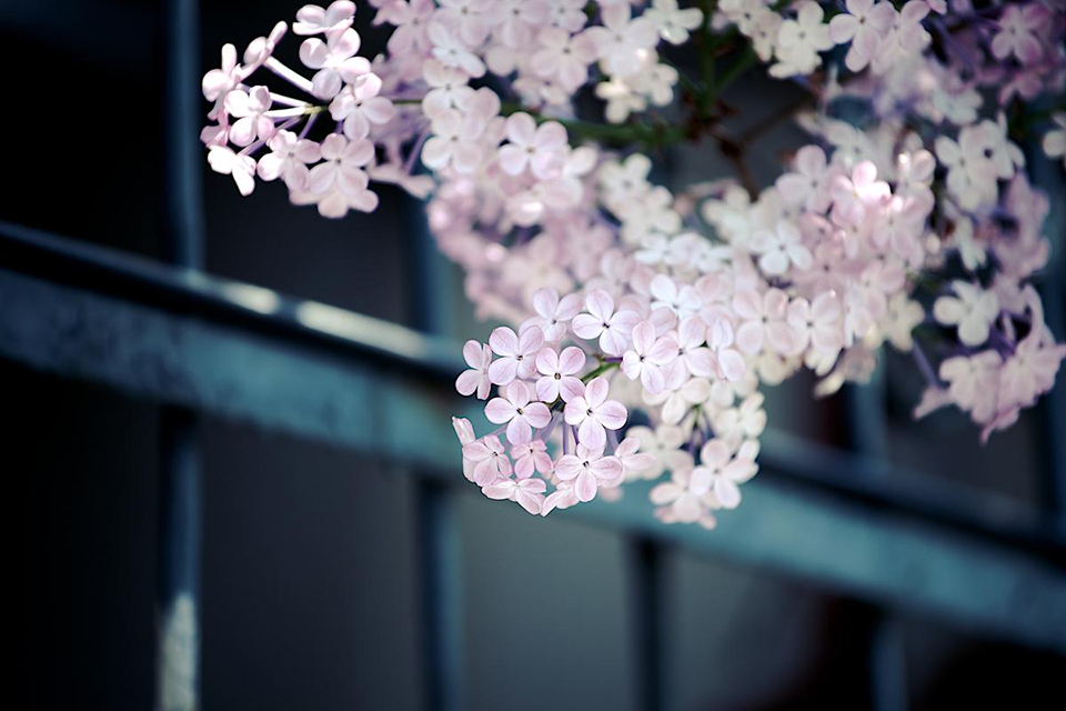 Nikon AF-S NIKKOR 70-200mm f/4G ED VR by  in  - EC MALL