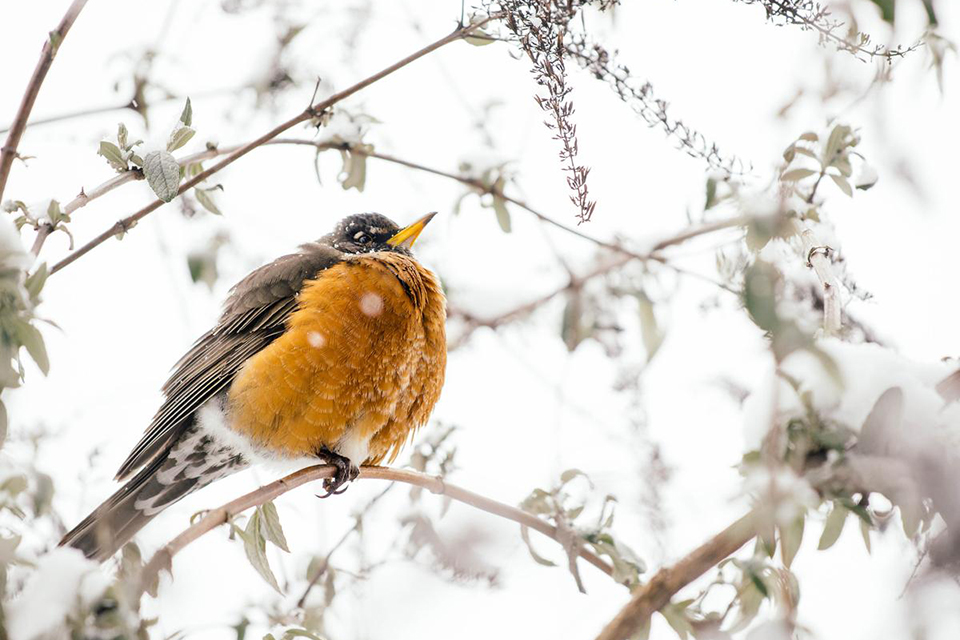 Nikon AF-S NIKKOR 70-200mm f/4G ED VR by  in  - EC MALL