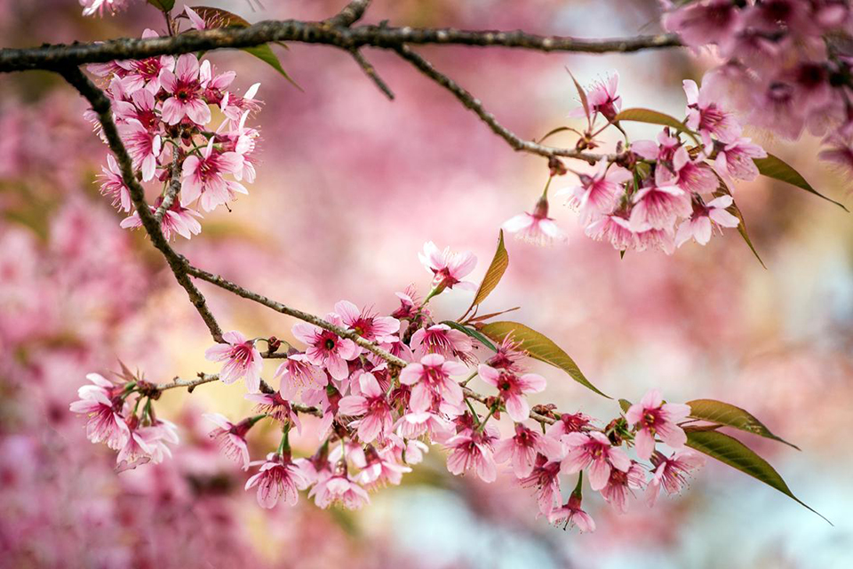 Nikon AF-S NIKKOR 70-200mm f/4G ED VR by  in  - EC MALL