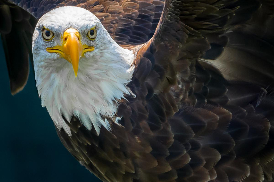 Nikon AF-S NIKKOR 70-200mm f/4G ED VR by  in  - EC MALL