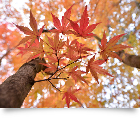 Nikon AF-S NIKKOR 18-35mm f/3.5-4.5G ED by  in  - EC MALL