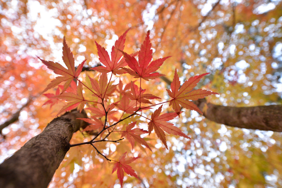 Nikon AF-S NIKKOR 18-35mm f/3.5-4.5G ED by  in  - EC MALL