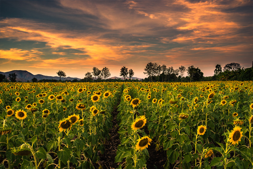 Nikon AF-S NIKKOR 18-35mm f/3.5-4.5G ED by  in  - EC MALL