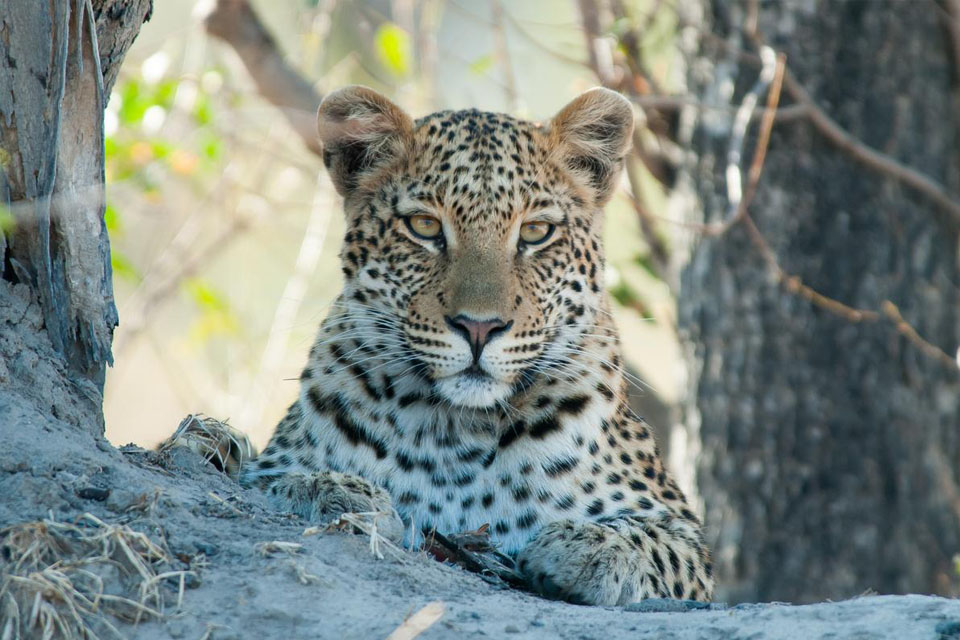 Nikon AF-S NIKKOR 80-400mm f/4.5-5.6G ED VR Nano by in - EC MALL