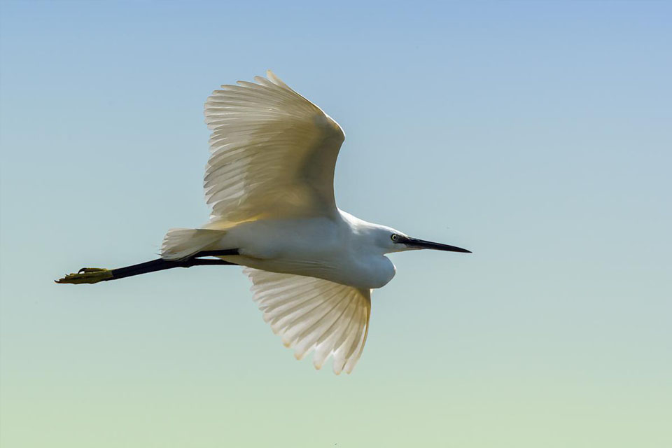 Nikon AF-S NIKKOR 80-400mm f/4.5-5.6G ED VR Nano by  in  - EC MALL