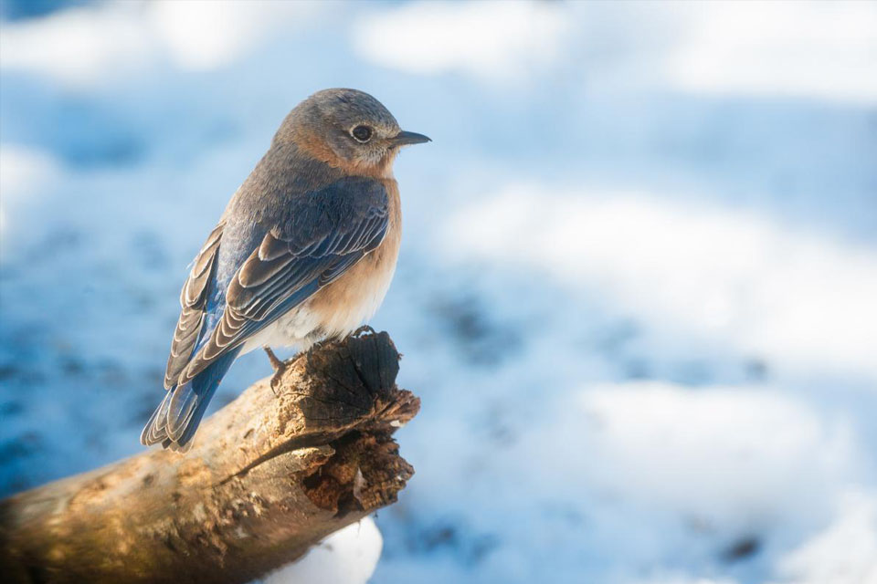 Nikon AF-S NIKKOR 80-400mm f/4.5-5.6G ED VR Nano by  in  - EC MALL