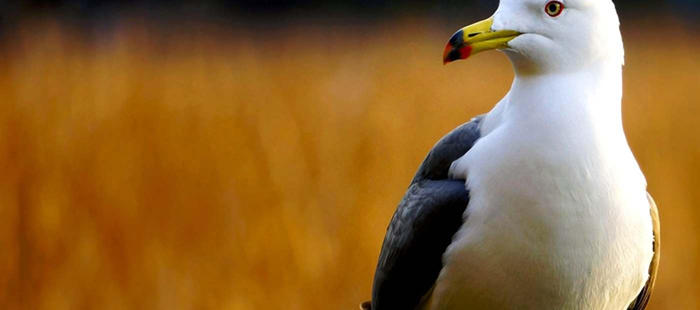 Sony E 55-210mm f/4.5-6.3 OSS Lens by  in  - EC MALL