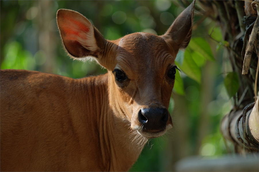 Fujinon XC 50-230mm f/4.5-6.7 OIS II by  in  - EC MALL