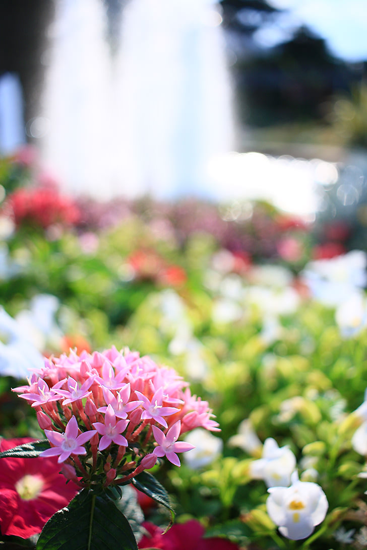 Canon EF-S 24mm f/2.8 STM Lens by  in  - EC MALL